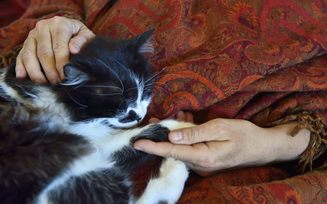 Dialogue avec Shanti, notre chatte